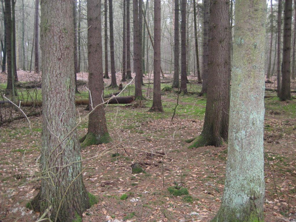 Wiselka Perla Baltyku Panzió Kültér fotó